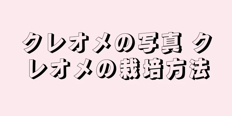 クレオメの写真 クレオメの栽培方法