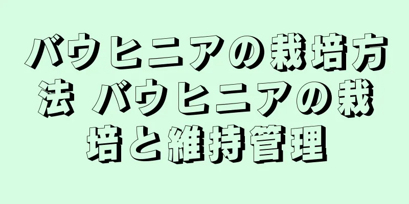 バウヒニアの栽培方法 バウヒニアの栽培と維持管理
