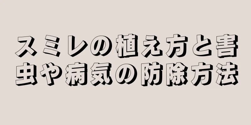スミレの植え方と害虫や病気の防除方法