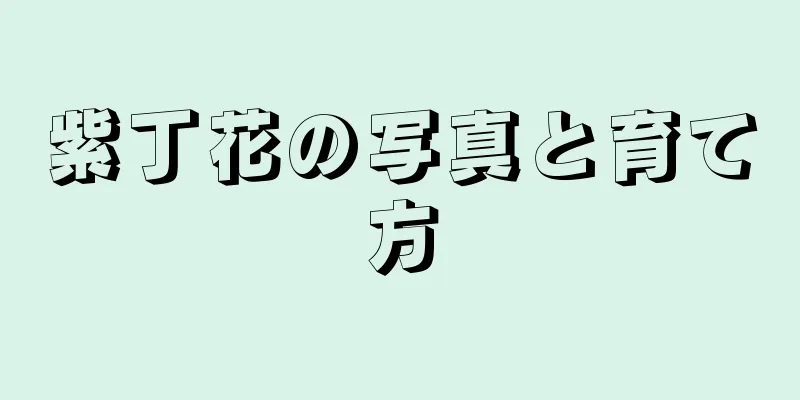 紫丁花の写真と育て方