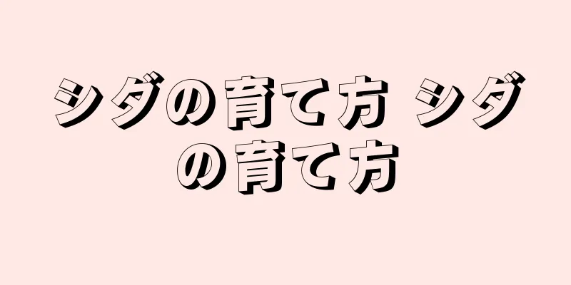 シダの育て方 シダの育て方