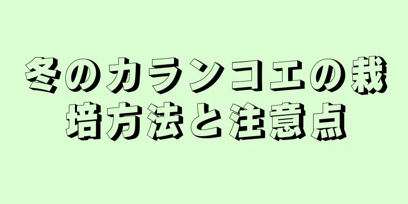 冬のカランコエの栽培方法と注意点