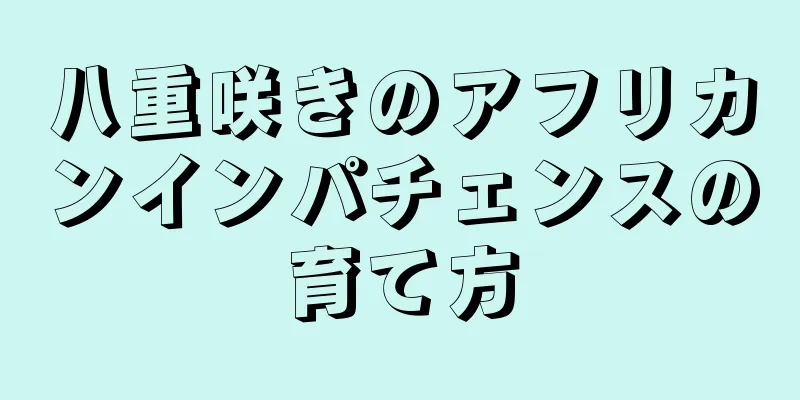 八重咲きのアフリカンインパチェンスの育て方