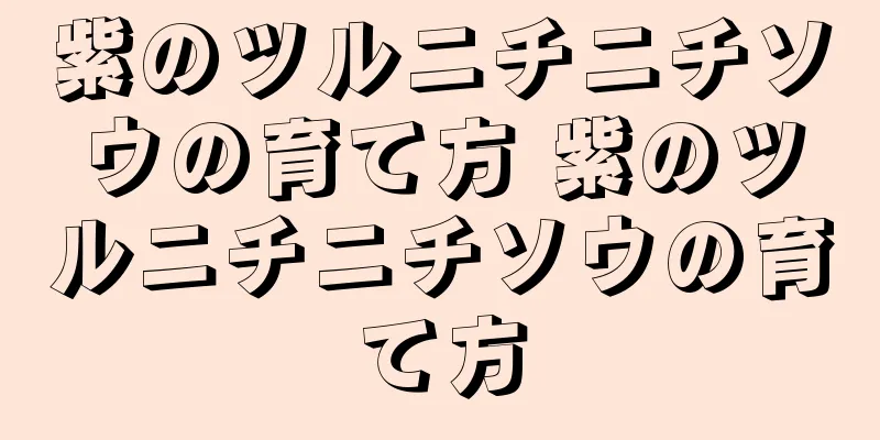 紫のツルニチニチソウの育て方 紫のツルニチニチソウの育て方