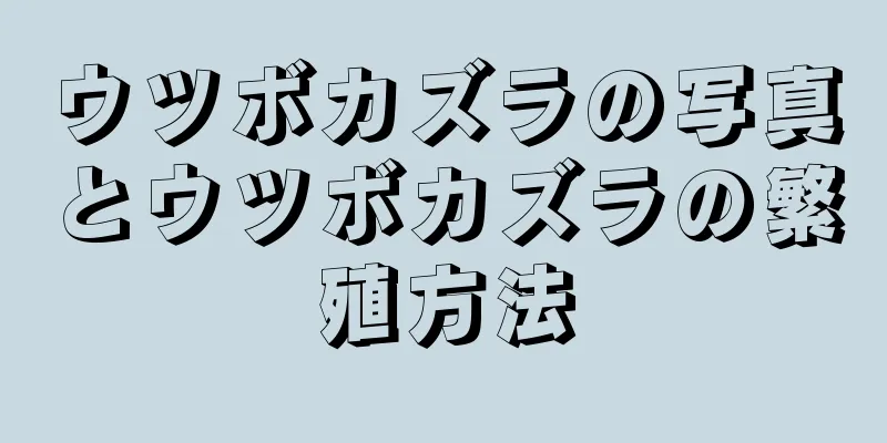 ウツボカズラの写真とウツボカズラの繁殖方法