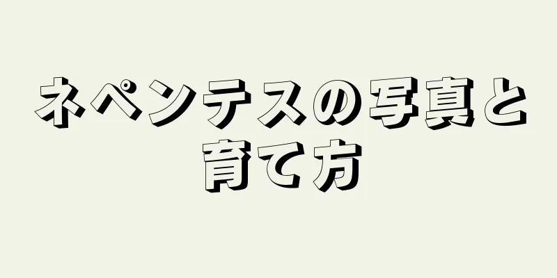 ネペンテスの写真と育て方