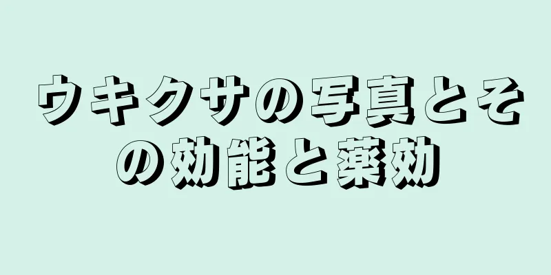 ウキクサの写真とその効能と薬効