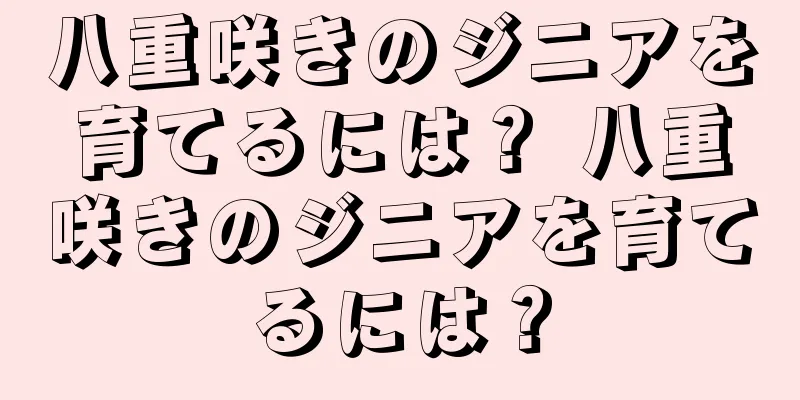 八重咲きのジニアを育てるには？ 八重咲きのジニアを育てるには？