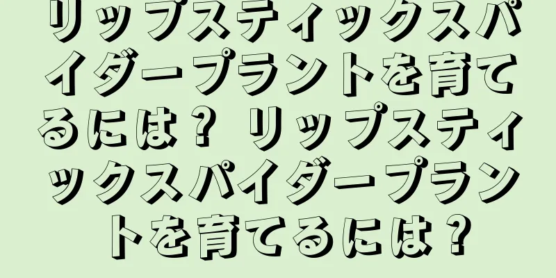 リップスティックスパイダープラントを育てるには？ リップスティックスパイダープラントを育てるには？