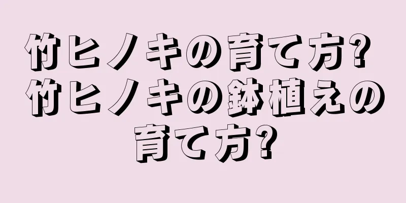 竹ヒノキの育て方? 竹ヒノキの鉢植えの育て方?