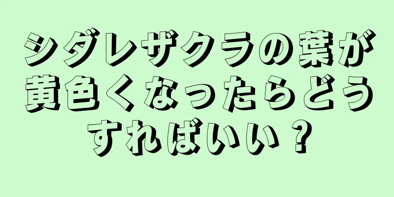 シダレザクラの葉が黄色くなったらどうすればいい？