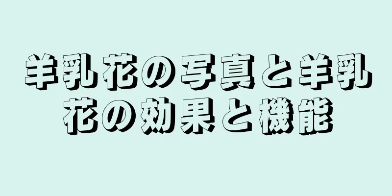 羊乳花の写真と羊乳花の効果と機能