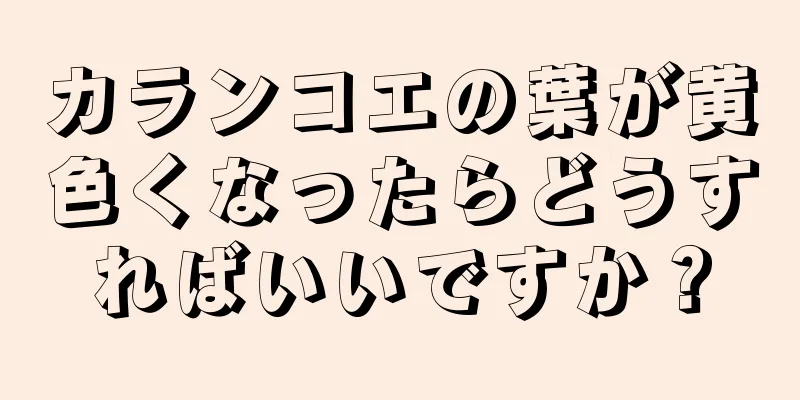 カランコエの葉が黄色くなったらどうすればいいですか？