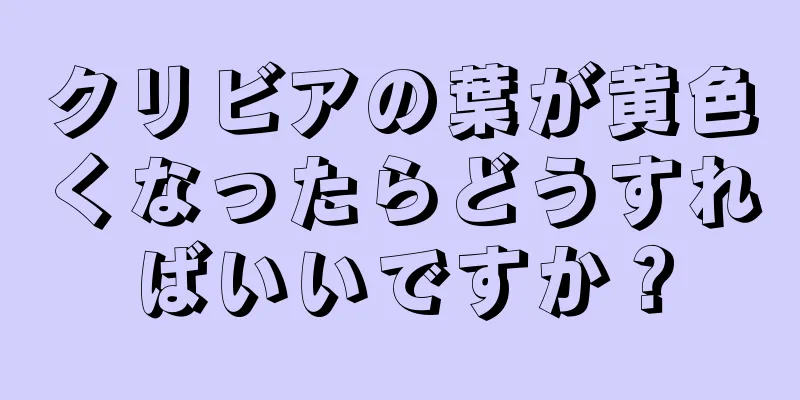 クリビアの葉が黄色くなったらどうすればいいですか？