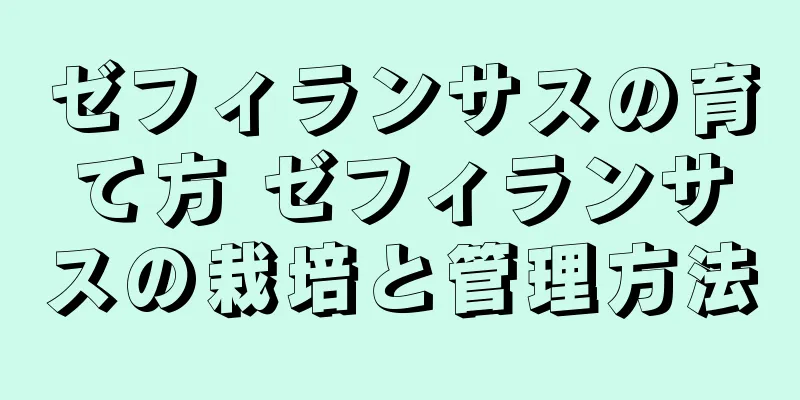ゼフィランサスの育て方 ゼフィランサスの栽培と管理方法