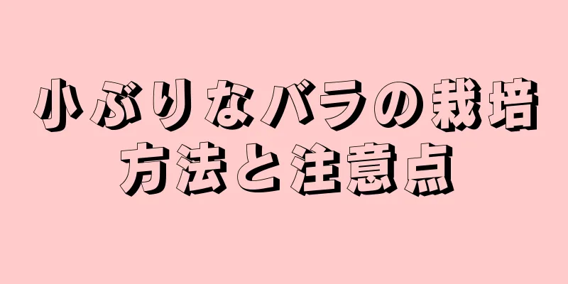 小ぶりなバラの栽培方法と注意点