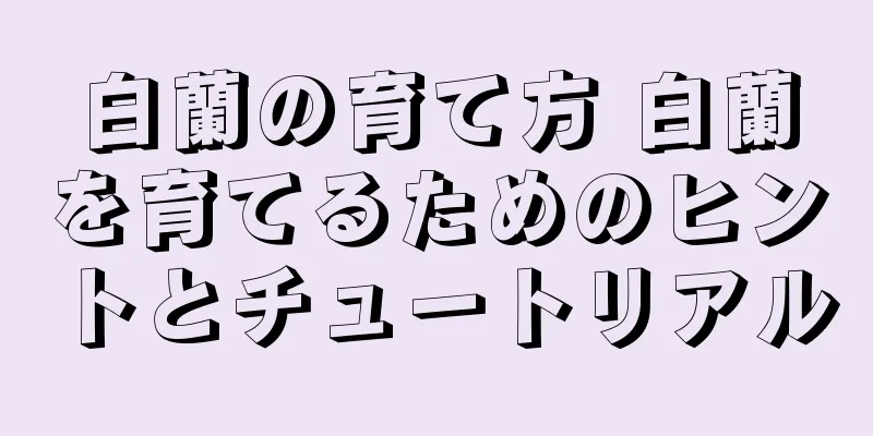 白蘭の育て方 白蘭を育てるためのヒントとチュートリアル