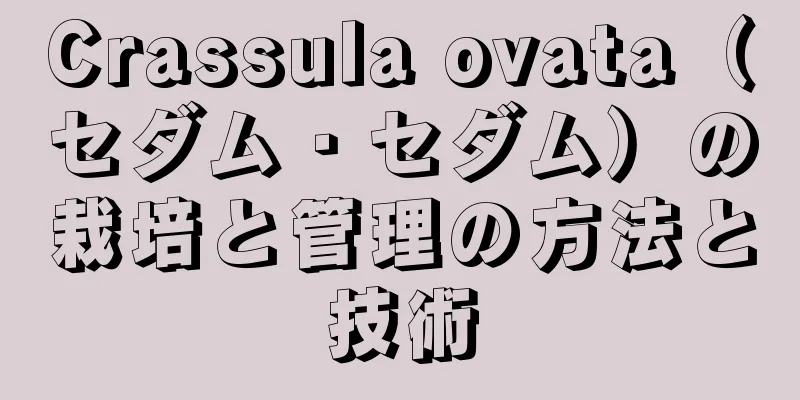 Crassula ovata（セダム・セダム）の栽培と管理の方法と技術