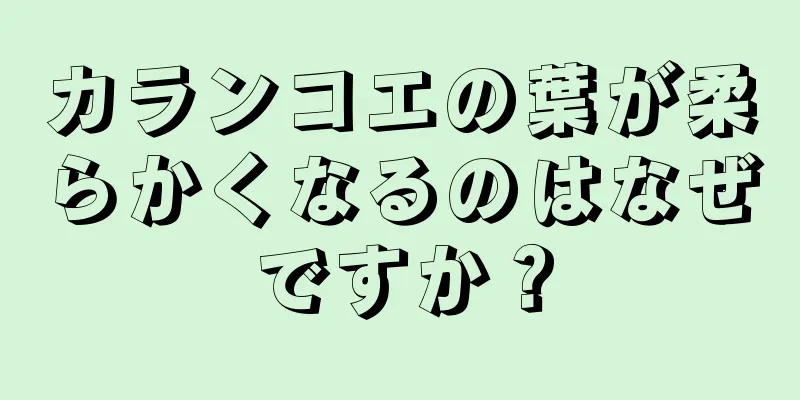 カランコエの葉が柔らかくなるのはなぜですか？