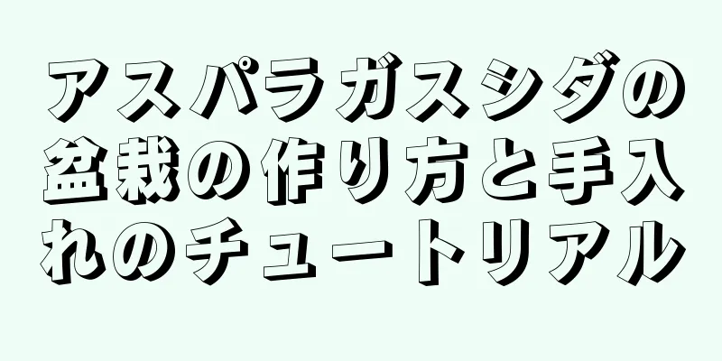 アスパラガスシダの盆栽の作り方と手入れのチュートリアル