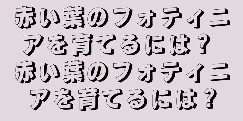 赤い葉のフォティニアを育てるには？ 赤い葉のフォティニアを育てるには？