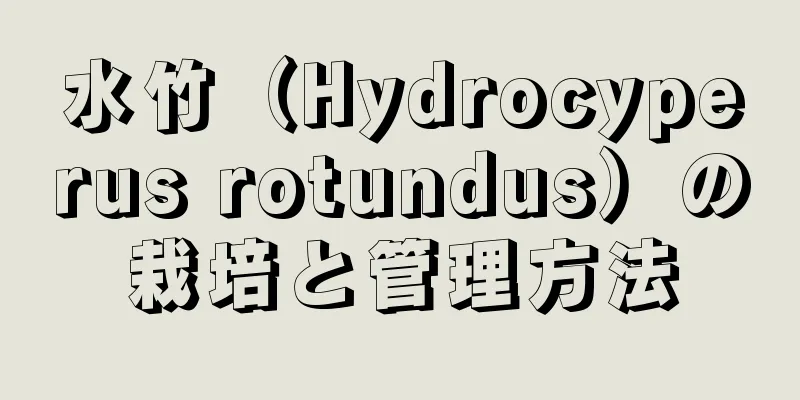 水竹（Hydrocyperus rotundus）の栽培と管理方法