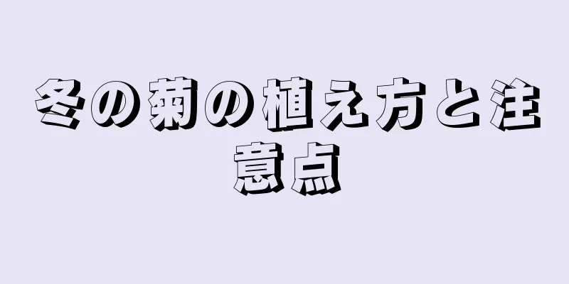 冬の菊の植え方と注意点
