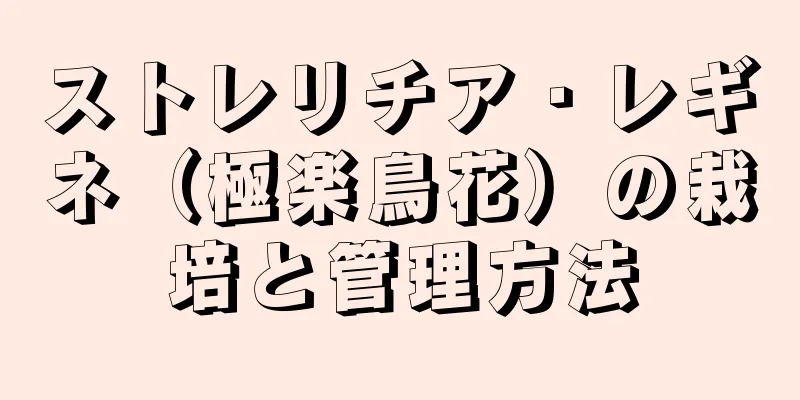 ストレリチア・レギネ（極楽鳥花）の栽培と管理方法