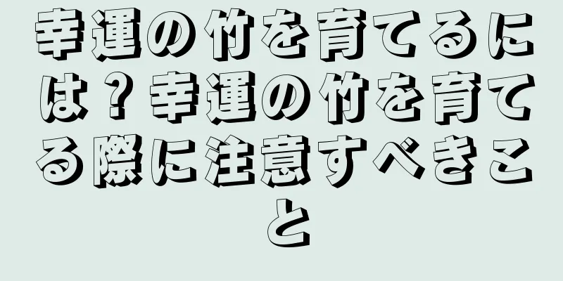 幸運の竹を育てるには？幸運の竹を育てる際に注意すべきこと