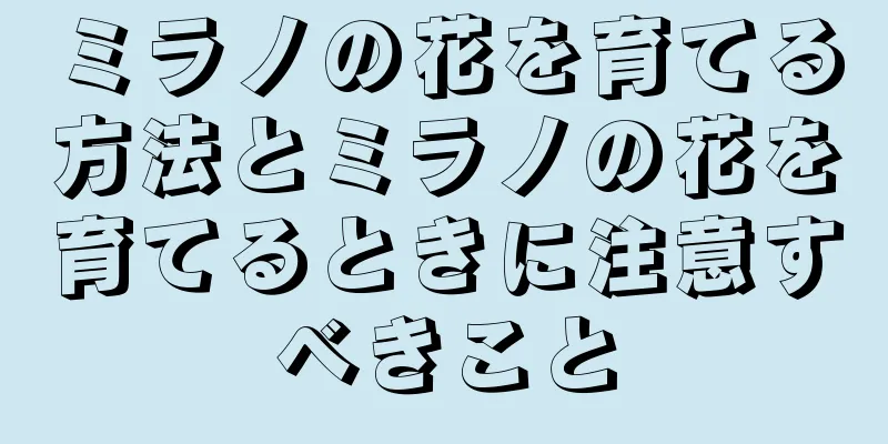 ミラノの花を育てる方法とミラノの花を育てるときに注意すべきこと