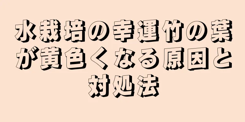 水栽培の幸運竹の葉が黄色くなる原因と対処法
