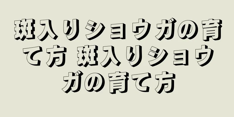 斑入りショウガの育て方 斑入りショウガの育て方