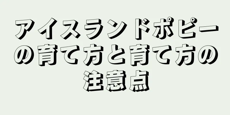 アイスランドポピーの育て方と育て方の注意点