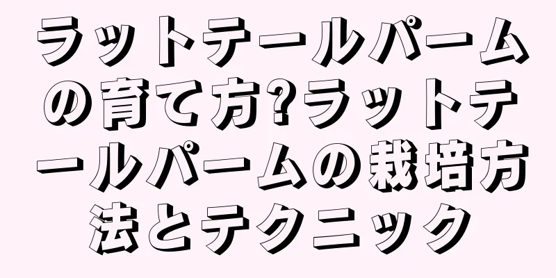 ラットテールパームの育て方?ラットテールパームの栽培方法とテクニック