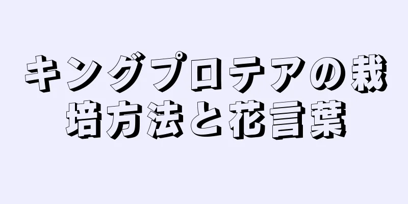 キングプロテアの栽培方法と花言葉
