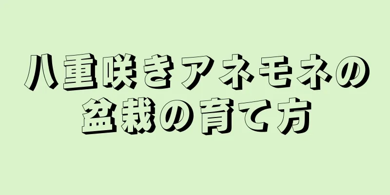 八重咲きアネモネの盆栽の育て方