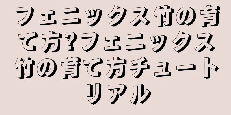 フェニックス竹の育て方?フェニックス竹の育て方チュートリアル