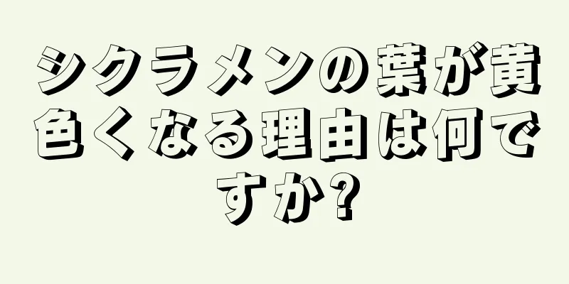 シクラメンの葉が黄色くなる理由は何ですか?