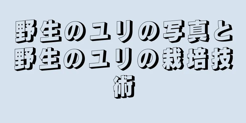 野生のユリの写真と野生のユリの栽培技術