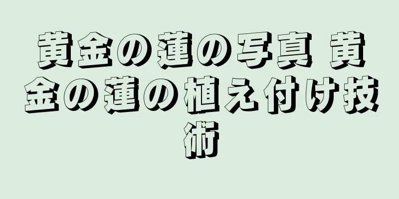黄金の蓮の写真 黄金の蓮の植え付け技術