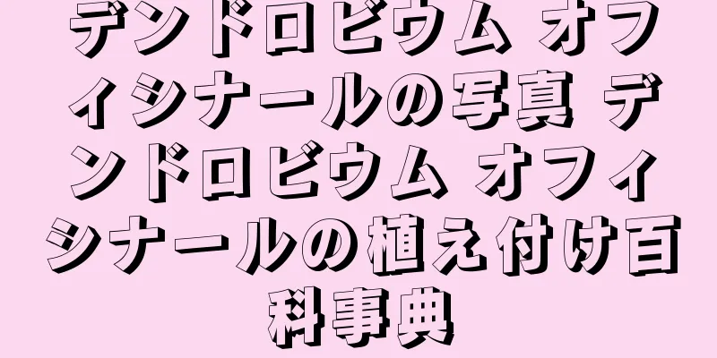 デンドロビウム オフィシナールの写真 デンドロビウム オフィシナールの植え付け百科事典