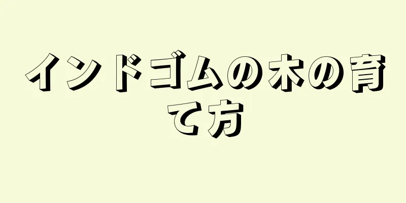 インドゴムの木の育て方