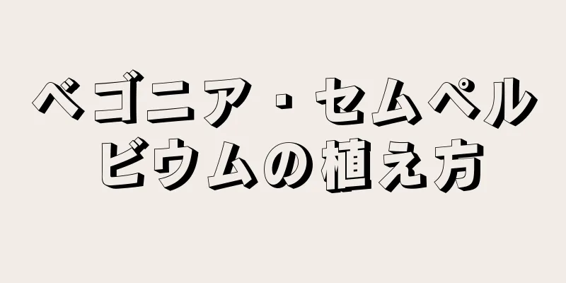 ベゴニア・セムペルビウムの植え方