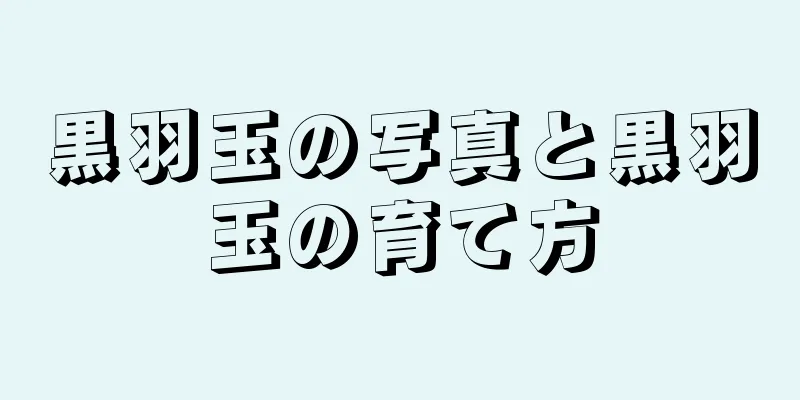 黒羽玉の写真と黒羽玉の育て方