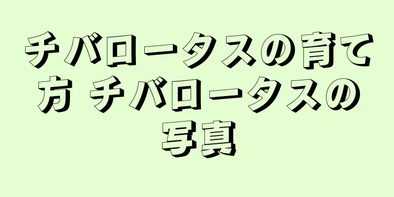 チバロータスの育て方 チバロータスの写真