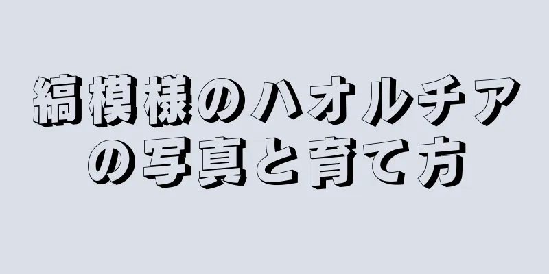 縞模様のハオルチアの写真と育て方
