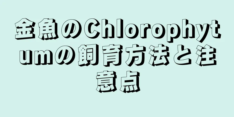 金魚のChlorophytumの飼育方法と注意点