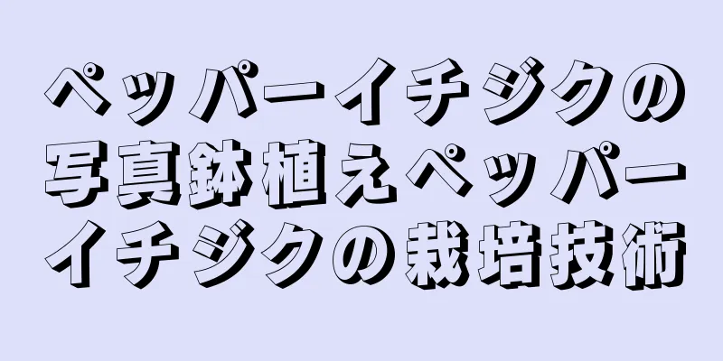 ペッパーイチジクの写真鉢植えペッパーイチジクの栽培技術