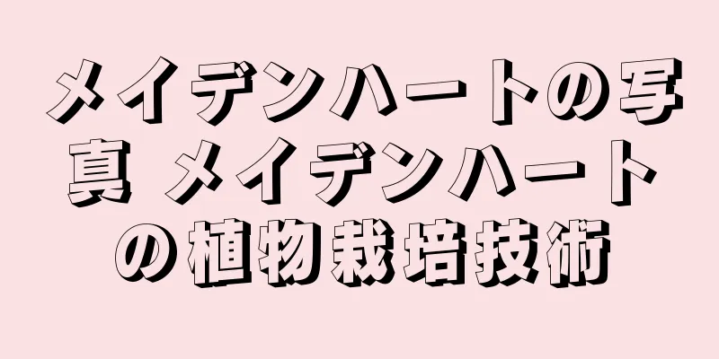メイデンハートの写真 メイデンハートの植物栽培技術