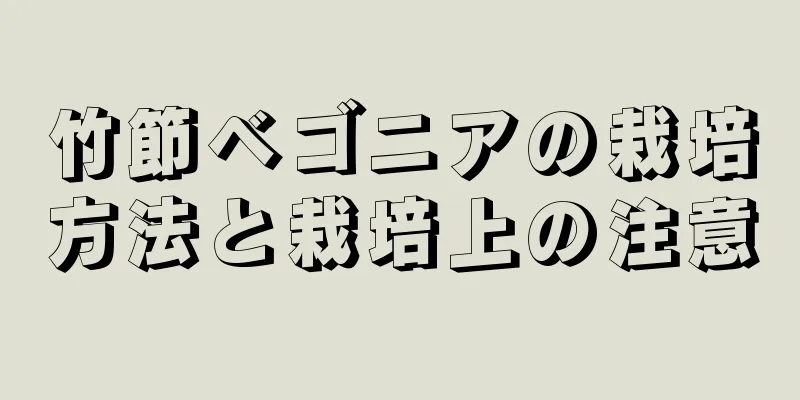 竹節ベゴニアの栽培方法と栽培上の注意